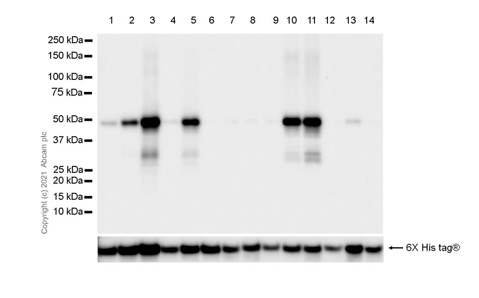 Western blot - Anti-IDH1 (mutated R132G) + IDH2 (mutated R172G) antibody [MsMab-1] - BSA and Azide free (AB264085), expandable thumbnail
