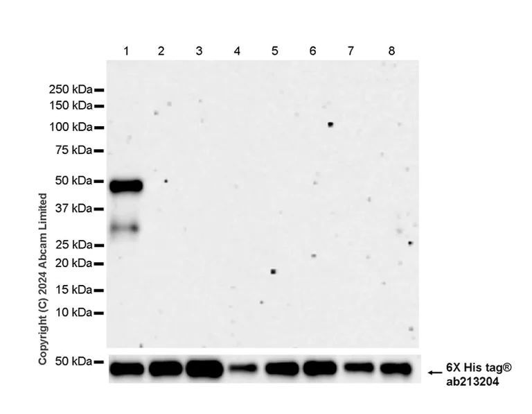 Western blot - Anti-IDH1 (mutated R132H) antibody [EPR26774-1] (AB323320)