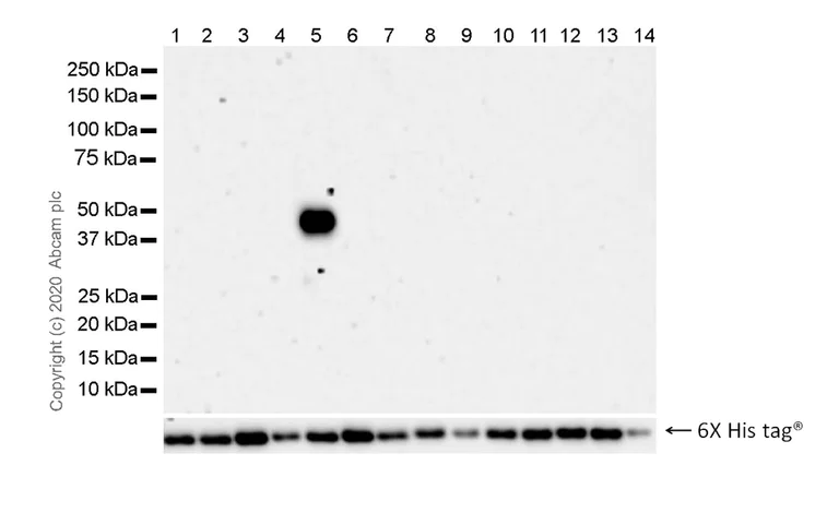 Western blot - Anti-IDH1 (mutated R132S) antibody [SMab-1] - BSA and Azide free (AB264057)