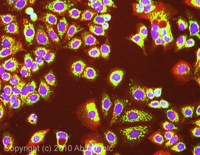 Immunocytochemistry/ Immunofluorescence - Anti-IDH2 antibody [5F11] (AB55271), expandable thumbnail