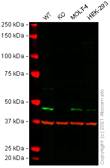 Western blot - Anti-IDH2 antibody [5F11] (AB55271)