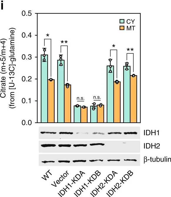 Western blot - Anti-IDH2 antibody [5F11] (AB55271)