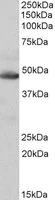 Western blot - Anti-IDH2 antibody (AB109588)