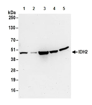 Western blot - Anti-IDH2 antibody (AB177512)