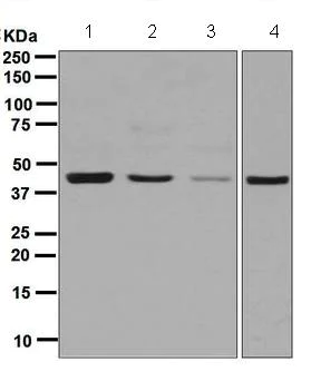 Western blot - Anti-IDH2 antibody [EPR7576] (AB129180)