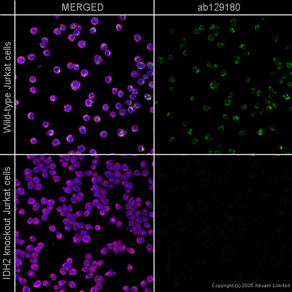 Immunocytochemistry/ Immunofluorescence - Anti-IDH2 antibody [EPR7576] - BSA and Azide free (AB246343)