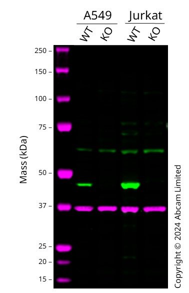 Western blot - Anti-IDH2 antibody [EPR7576] - BSA and Azide free (AB246343), expandable thumbnail