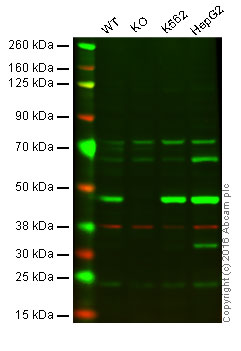 Western blot - Anti-IDH2 antibody [EPR7576] - BSA and Azide free (AB246343), expandable thumbnail