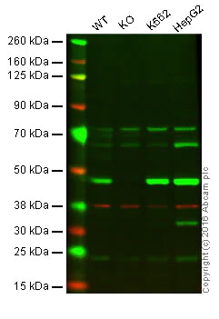 Western blot - Anti-IDH2 antibody [EPR7576] - BSA and Azide free (AB246343)