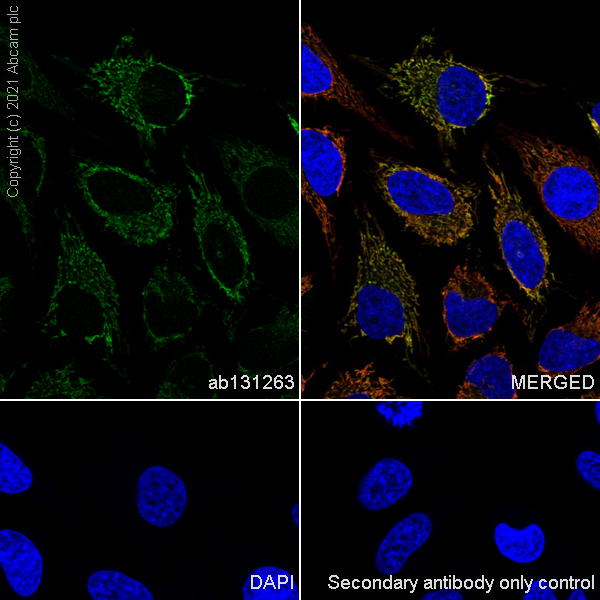 Immunocytochemistry/ Immunofluorescence - Anti-IDH2 antibody [EPR7577] (AB131263), expandable thumbnail