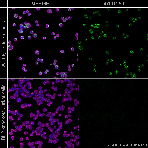 Immunocytochemistry/ Immunofluorescence - Anti-IDH2 antibody [EPR7577] (AB131263)
