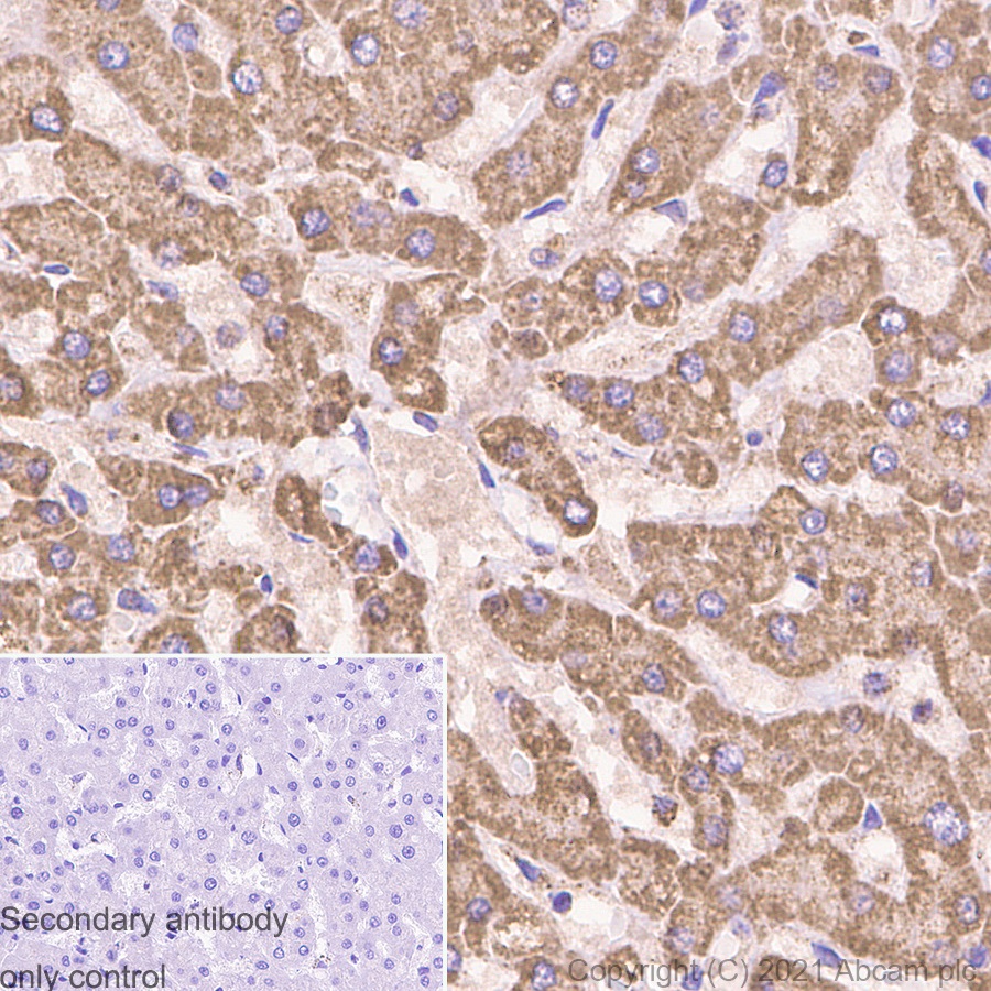 Immunohistochemistry (Formalin/PFA-fixed paraffin-embedded sections) - Anti-IDH2 antibody [EPR7577] (ab131263), expandable thumbnail