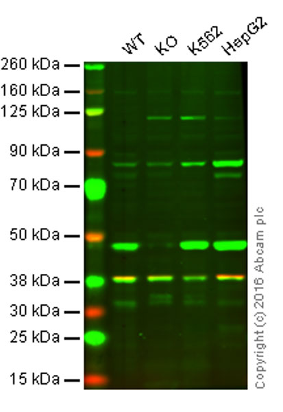 Western blot - Anti-IDH2 antibody [EPR7577] (ab131263), expandable thumbnail