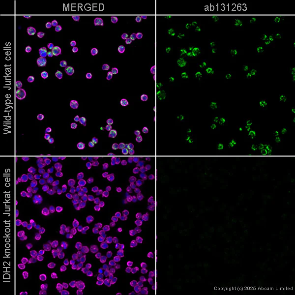 Immunocytochemistry/ Immunofluorescence - Anti-IDH2 antibody [EPR7577] - BSA and Azide free (AB230796)
