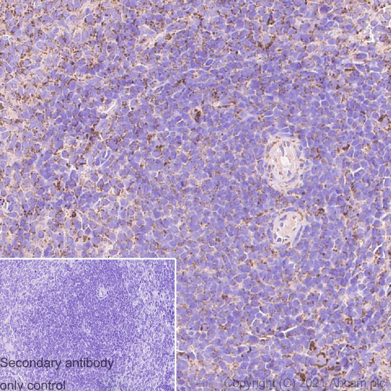 Immunohistochemistry (Formalin/PFA-fixed paraffin-embedded sections) - Anti-IDH2 antibody [EPR7577] - BSA and Azide free (AB230796)