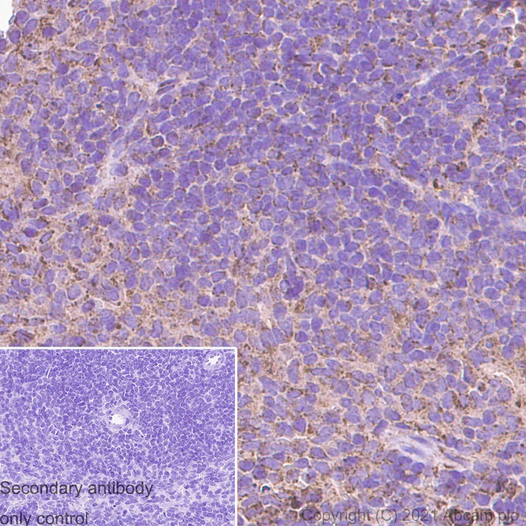 Immunohistochemistry (Formalin/PFA-fixed paraffin-embedded sections) - Anti-IDH2 antibody [EPR7577] - BSA and Azide free (AB230796)