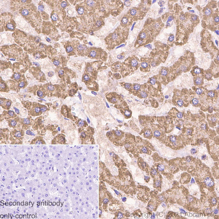 Immunohistochemistry (Formalin/PFA-fixed paraffin-embedded sections) - Anti-IDH2 antibody [EPR7577] - BSA and Azide free (AB230796)
