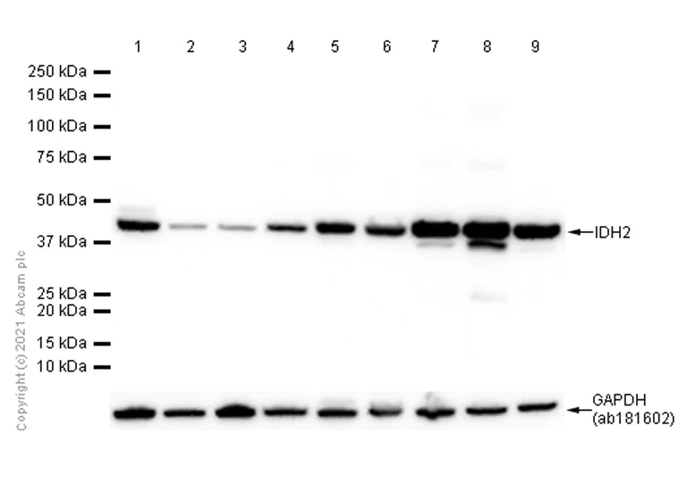 Western blot - Anti-IDH2 antibody [EPR7577] - BSA and Azide free (AB230796)