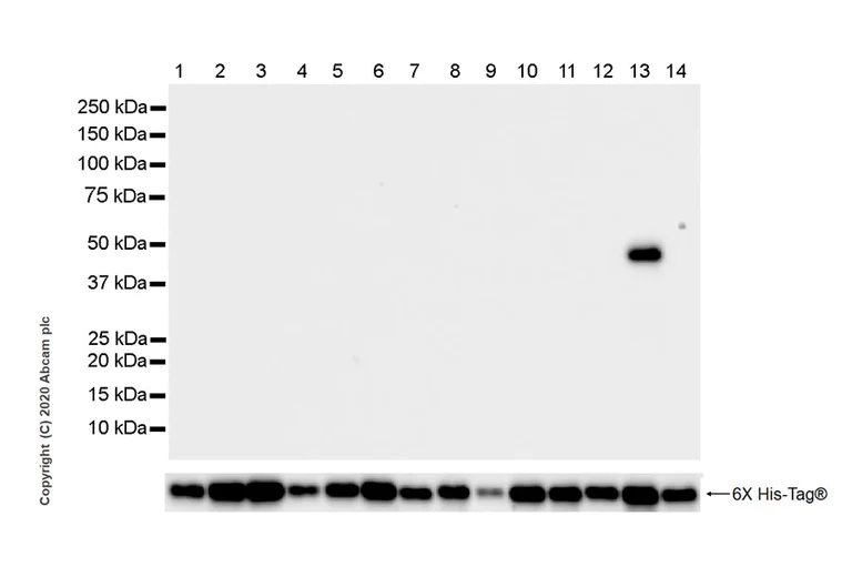 Western blot - Anti-IDH2 (mutated R172K) antibody [R511-KMab-1] - BSA and Azide free (AB284664)