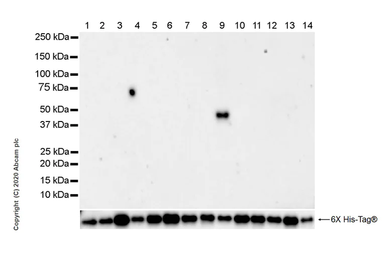 Western blot - Anti-IDH2 (mutated R172M) antibody [MMab-1] (AB264053)