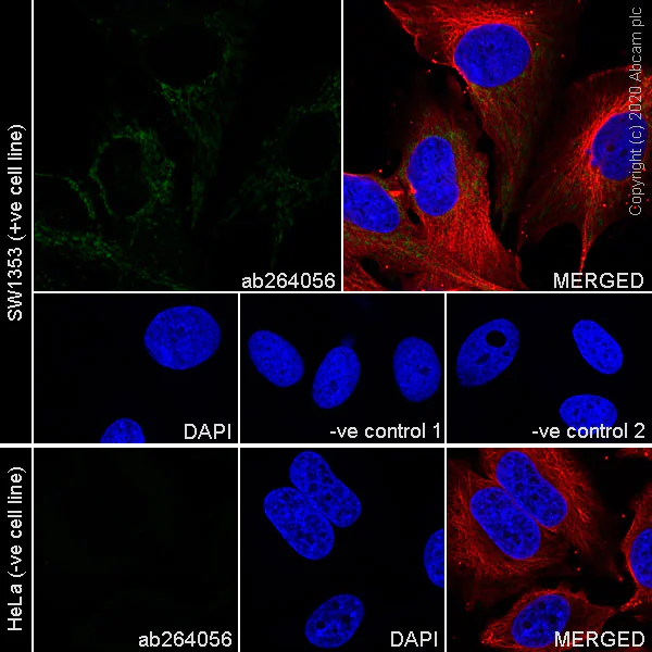 Immunocytochemistry/ Immunofluorescence - Anti-IDH2 (mutated R172S) antibody [SMab-2] (AB264056)