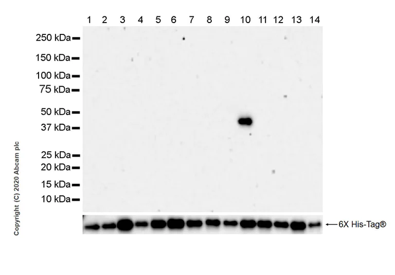 Western blot - Anti-IDH2 (mutated R172S) antibody [SMab-2] (AB264056)