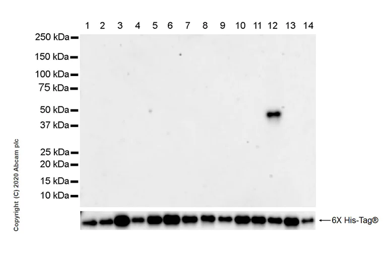 Western blot - Anti-IDH2 (mutated R172W) antibody [WMab-1] - BSA and Azide free (AB264062)