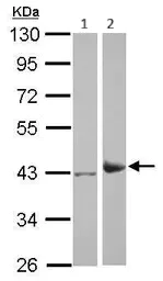 Western blot - Anti-IDH3A antibody (AB154886)