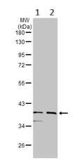 Western blot - Anti-IDH3A antibody (AB154886)