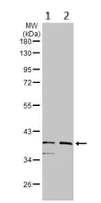 Western blot - Anti-IDH3A antibody (AB154886)