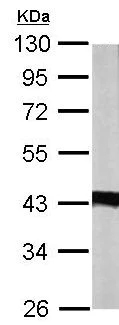 Western blot - Anti-IDH3A antibody (AB154886)
