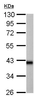 Western blot - Anti-IDH3A antibody (AB154886)