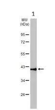 Western blot - Anti-IDH3A antibody (AB228596)