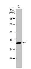 Western blot - Anti-IDH3A antibody (AB228596)
