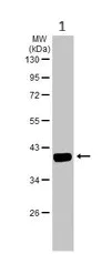 Western blot - Anti-IDH3A antibody (AB228596)
