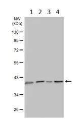 Western blot - Anti-IDH3A antibody (AB228596)