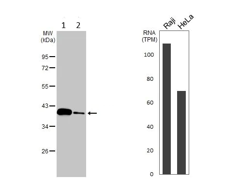 Western blot - Anti-IDH3A antibody (AB228596)