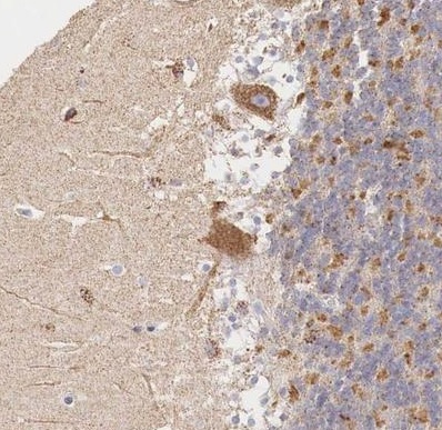 Immunohistochemistry (Formalin/PFA-fixed paraffin-embedded sections) - Anti-IDH3G antibody (AB224210)