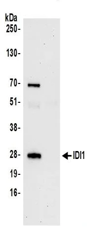 Immunoprecipitation - Anti-IDI1 antibody (AB242049)