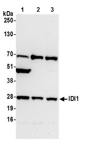 Western blot - Anti-IDI1 antibody (AB242049), expandable thumbnail