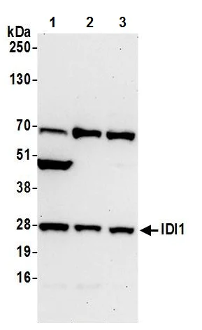 Western blot - Anti-IDI1 antibody (AB242049)