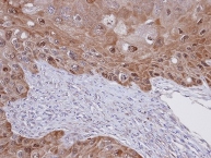 Immunohistochemistry (Formalin/PFA-fixed paraffin-embedded sections) - Anti-IDI1 antibody (AB97448)