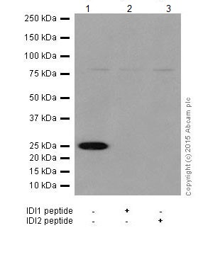 Western blot - Anti-IDI1 + IDI2 antibody [EPR17213] (AB205617), expandable thumbnail