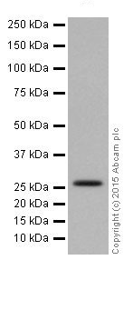 Western blot - Anti-IDI1 + IDI2 antibody [EPR17213] (AB205617), expandable thumbnail