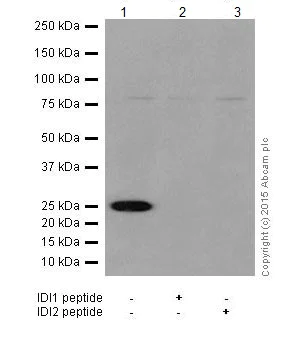 Western blot - Anti-IDI1+IDI2 antibody [EPR17213] - BSA and Azide free (AB251438)