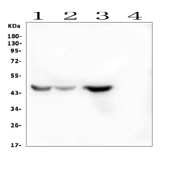 Western blot - Anti-IDO-2 antibody (AB131086)