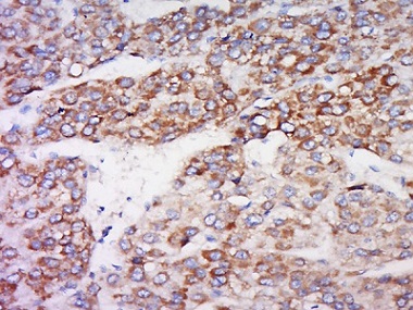 Immunohistochemistry (Formalin/PFA-fixed paraffin-embedded sections) - Anti-IDO-2 antibody (AB214214)