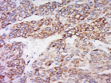 Immunohistochemistry (Formalin/PFA-fixed paraffin-embedded sections) - Anti-IDO-2 antibody (AB214214)