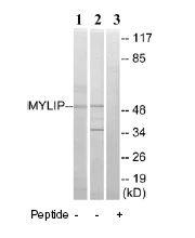 Western blot - Anti-IDOL antibody (AB74562)