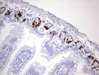 Immunohistochemistry (Formalin/PFA-fixed paraffin-embedded sections) - Anti-IdU antibody [OTI2F8] (AB187742)